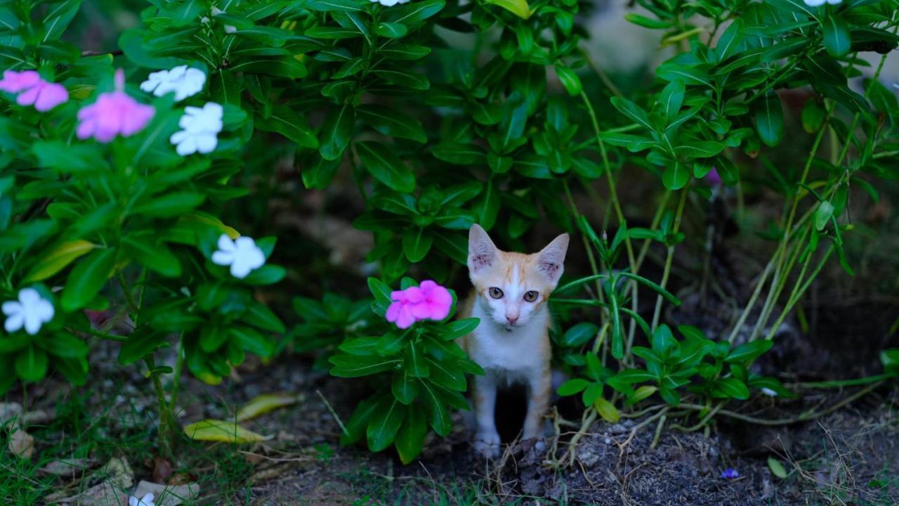 Vila Basi Nguyet Hang Buitenkant foto